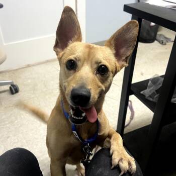 Duckie -  Dachshund and Chihuahua Dog for Adoption in Austin, Texas - Duckie | PetCurious