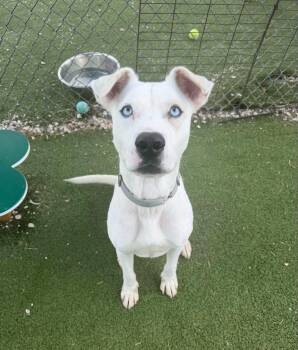 Frosty -  Husky Dog for Adoption in Houston, Texas - Frosty | PetCurious