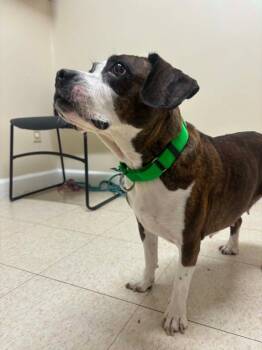 Honey -  Beagle and Pug Dog for Adoption in Fall River, Massachusetts - Honey | PetCurious