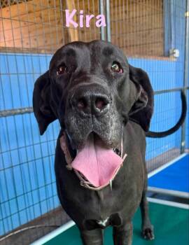 Kira -  Great Dane Dog for Adoption in Jupiter, Florida - Kira | PetCurious