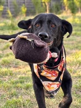 Boba -  Black Labrador Retriever Dog for Adoption in Austin, Texas - Boba | PetCurious