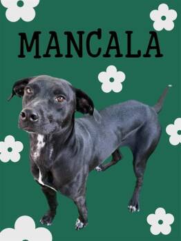 MANCALA -  Labrador Retriever and German Shorthaired Pointer Dog for Adoption in Sarasota, Florida - MANCALA | PetCurious