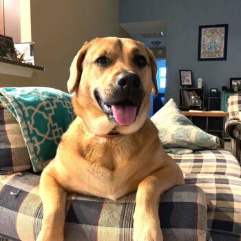 Rescue Labrador Retriever Dogs for Adoption in Candler, North Carolina - Piper | PetCurious