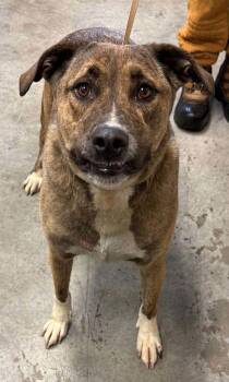 Freckles -  Mountain Cur and Mixed Breed Dog for Adoption in Bowling Green, Kentucky - Freckles | PetCurious