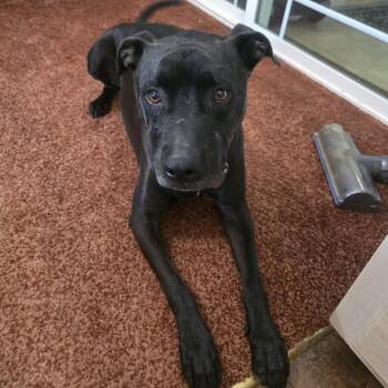 Demba -  American Staffordshire Terrier Dog for Adoption in Lynchburg, Virginia - Demba | PetCurious