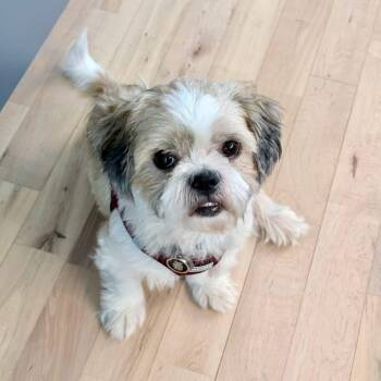 Shih Tzu Dogs Available for Adoption in Plano, Texas - George | PetCurious