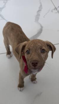 Apple Jack -  Mixed Breed Dog for Adoption - Apple Jack | PetCurious