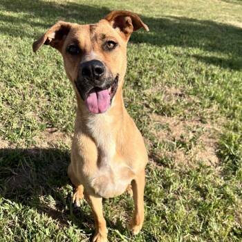 Mixed Breed Dogs Available for Adoption in Spokane, Washington - Stella | PetCurious