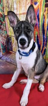 Rescue German Shepherd Dog Dogs for Adoption in Brookings, Oregon - Pence | PetCurious