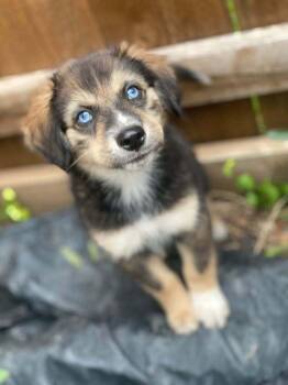 26-073 Kit -  Spaniel and Australian Shepherd Dog for Adoption in Richardson, Texas - 26-073 Kit | PetCurious