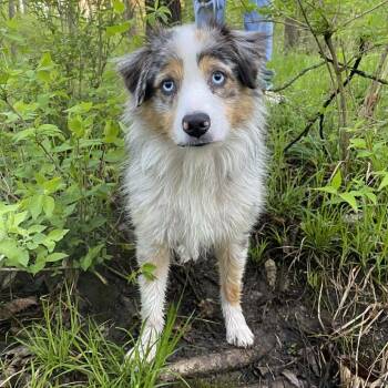 Heidi J -  Australian Shepherd Dog for Adoption in Olathe, Kansas - Heidi J | PetCurious
