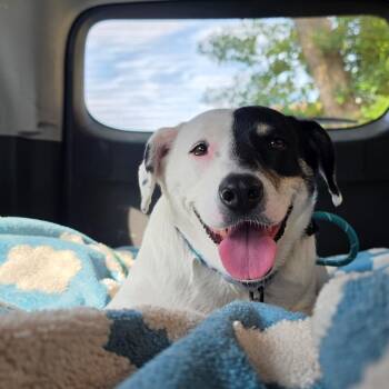 Mae -  Cattle Dog Dog for Adoption in Chicago, Illinois - Mae | PetCurious