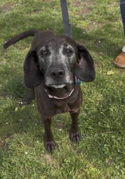 Beagle Dogs Available for Adoption in Wantagh, New York - Memaw | PetCurious