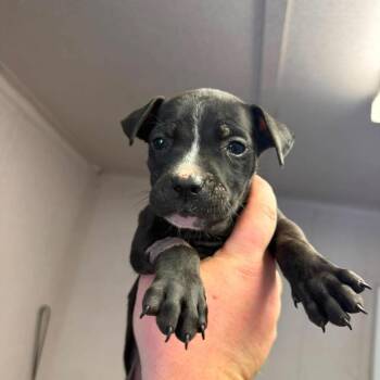 Arya -  Pit Bull Terrier Dog Available for Adoption in Port Aransas, Texas - Arya | PetCurious
