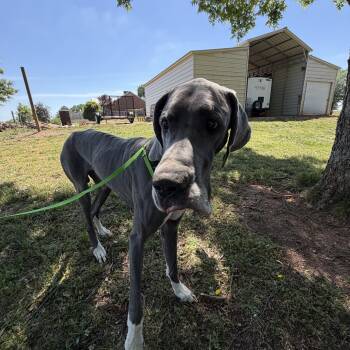 Great Dane Dogs Available for Adoption in Williamston, South Carolina - Anakin | PetCurious