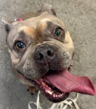 American Bulldog and Mixed Breed Dogs Available for Adoption in Honolulu, Hawaii - Bailey | PetCurious