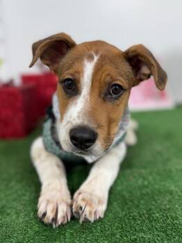 Labrador Retriever and Foxhound Dogs Available for Adoption - Bentley | PetCurious