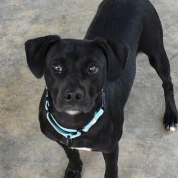 Winchester -  Pit Bull Terrier and Chihuahua Dog for Adoption in Columbus, North Carolina - Winchester | PetCurious