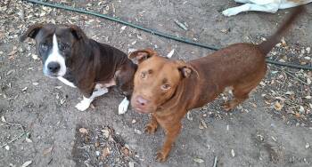 Pit Bull Terrier Dogs Available for Adoption - Mellow And Canela  | PetCurious