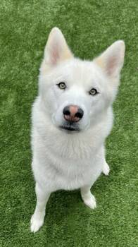 Husky Dogs Available for Adoption in Delson, Quebec - Grayson | PetCurious