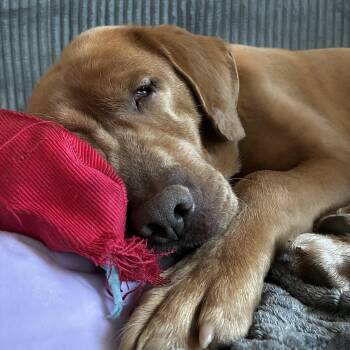 Labrador Retriever Dogs Available for Adoption - Rusty | PetCurious