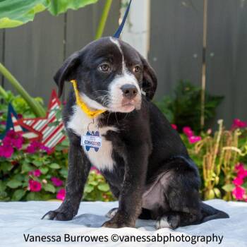 Commodores -  Labrador Retriever Dog for Adoption in Wake Forest, North Carolina - Commodores | PetCurious