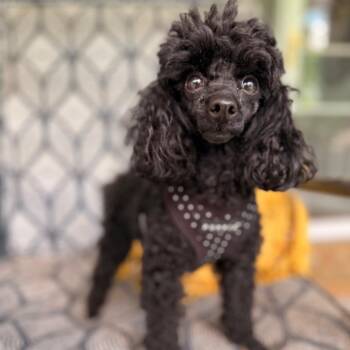 Poodle Dogs Available for Adoption in Lee