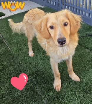 Rescue Golden Retriever and Labrador Retriever Dogs for Adoption in Fallbrook, California - Oliver | PetCurious