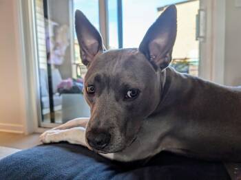 Rescue Pit Bull Terrier and Mixed Breed Dogs for Adoption in Fredericksburg, Virginia - Louie | PetCurious