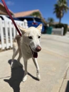 Pickles -  Siberian Husky Dog for Adoption in Victorville, California - Pickles | PetCurious