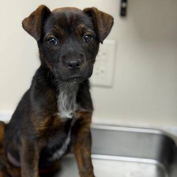 Pit Bull Terrier and Mountain Cur Dogs Available for Adoption - TUSC-Stray-83389 | PetCurious