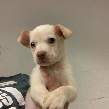 Pawrch Manning -  Terrier and Mixed Breed Dog for Adoption in Austin, Texas - Pawrch Manning | PetCurious