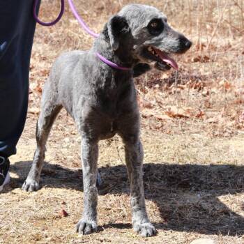 Australian Shepherd and Poodle Dogs Available for Adoption - CT Kitleigh | PetCurious