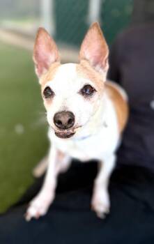 Jake -  Chihuahua Dog for Adoption in Fruit Heights, Utah - Jake | PetCurious