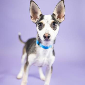 Bounce -  Mixed Breed Dog for Adoption in Portland, Oregon - Bounce | PetCurious