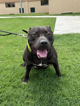 NANTUCKET -  American Bulldog Dog for Adoption in Winter Haven, Florida - NANTUCKET | PetCurious
