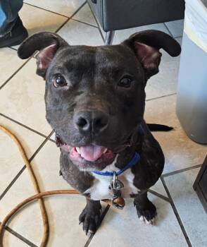 Boxer and American Staffordshire Terrier Dogs Available for Adoption in Du Quoin, Illinois - BASHER | PetCurious