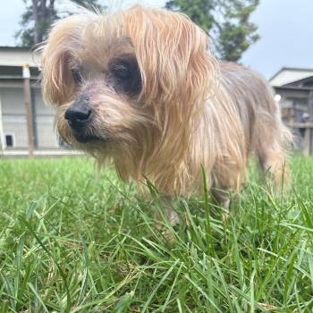 Scottie James -  Yorkshire Terrier Dog for Adoption in Houston, Texas - Scottie James | PetCurious