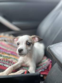 Chihuahua and Yorkshire Terrier Dogs Available for Adoption in Northlake, Illinois - Casper II. | PetCurious