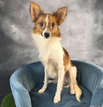 Casino -  Papillon Dog for Adoption in Garland, Texas - Casino | PetCurious