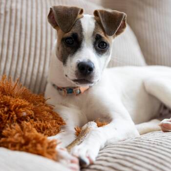 Parson Russell Terrier and Chihuahua Dogs Available for Adoption in Rockville, Maryland - Winter | PetCurious