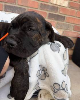 Cane Corso Dogs Available for Adoption in Glendale, Arizona - Billy Bob Thorton | PetCurious