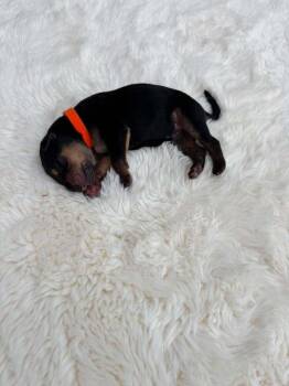 New Light Litter Ember - Located in CA -  Belgian Shepherd Malinois Dog for Adoption in Imlay City, Michigan - New Light Litter Ember - Located In CA | PetCurious
