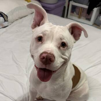 Mistletoe -  Pit Bull Terrier Dog for Adoption in Columbia, South Carolina - Mistletoe | PetCurious
