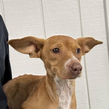 Tilly -  Chihuahua Dog for Adoption in Bronson, Florida - Tilly | PetCurious