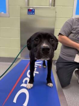 Rescue Pit Bull Terrier and Mixed Breed Dogs for Adoption in Longview, Texas - Bennie | PetCurious