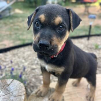 Liverpool -  Shepherd and Mixed Breed Dog Available for Adoption in Wake Forest, North Carolina - Liverpool | PetCurious