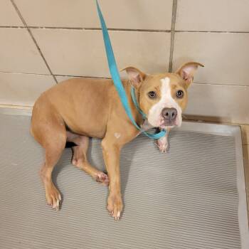 Rescue Pit Bull Terrier and Mixed Breed Dogs for Adoption in Bossier City, Louisiana - Cami (Camellia) | PetCurious