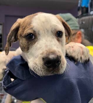 Rescue Labrador Retriever and Mixed Breed Dogs for Adoption in West Chester, Pennsylvania - Cooper FKA Trenton | PetCurious
