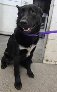 LEVI -  German Shepherd Dog and Labrador Retriever Dog for Adoption in San Bernardino, California - LEVI | PetCurious